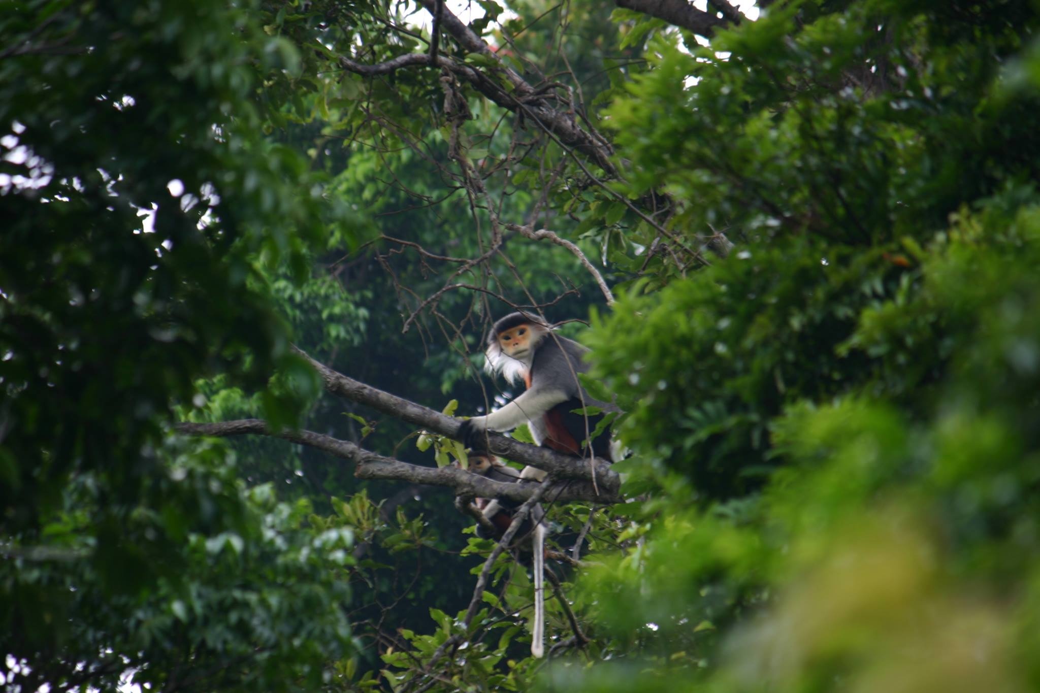 Khu bảo tồn thiên nhiên Sơn Trà là một khu rừng xinh đẹp, tập hợp của một kho tàng sinh thái phong phú, đa dạng và sống động, đầy sức hấp dẫn đối với du khách với những bí ẩn của rừng tự nhiên. Theo các nhà sinh thái học, hiện nay Sơn Trà có tất cả 287 loài thú, 106 loài chim, 15 loài động vật hoang dã quý hiếm cần được bảo tồn, trong đó có Vọoc chà vá chân nâu, một loại linh trưởng đặc biệt hiếm hoi trên thế giới