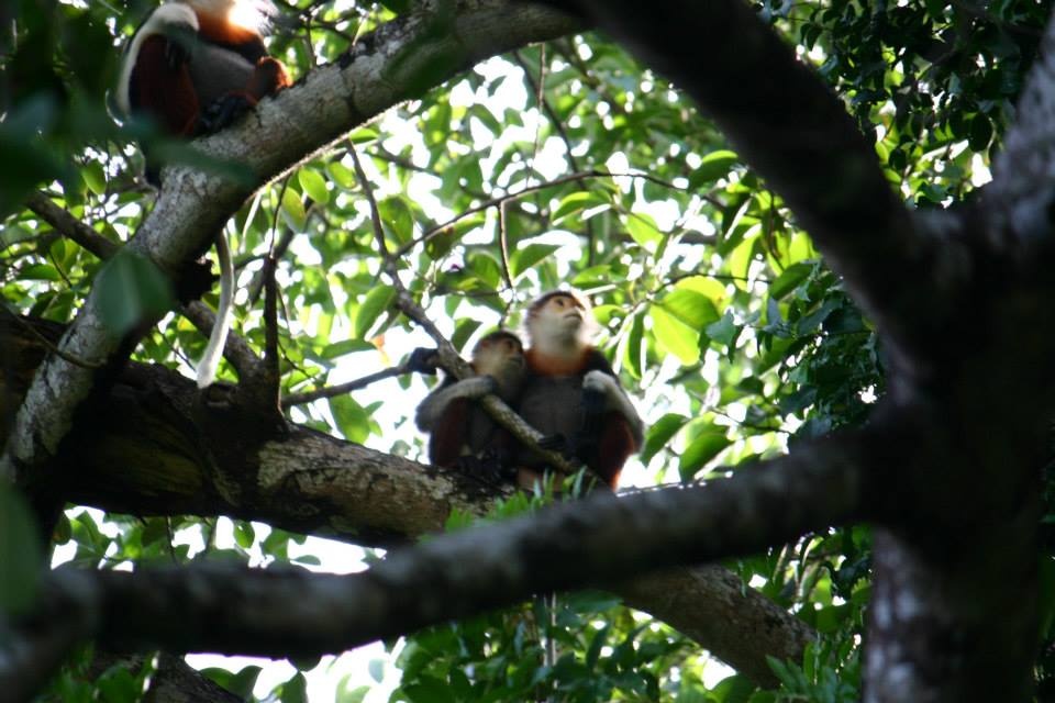 Nghiên cứu viên Nguyễn Ái Tâm, Trưởng phòng nghiên cứu Trung tâm đa dạng sinh học Nước Việt Xanh (Green Việt) cho biết: Qua nghiên cứu về tập tính và sinh hoạt hằng ngày của Voọc, chúng tôi biết được chúng thường ăn ở theo từng gia đình. Chúng tôi đã theo sát một gia đình Voọc gồm 5 con. Khoảng 6 giờ sáng, chúng thức dậy và đi ăn, thức ăn của chúng là quả sung, lá đa cùng nhiều loại lá cây khác tại bán đảo Sơn Trà. Khoảng 11 giờ chúng ngủ, đến 3 giờ chiều, trời mát chúng đi ăn lại. 