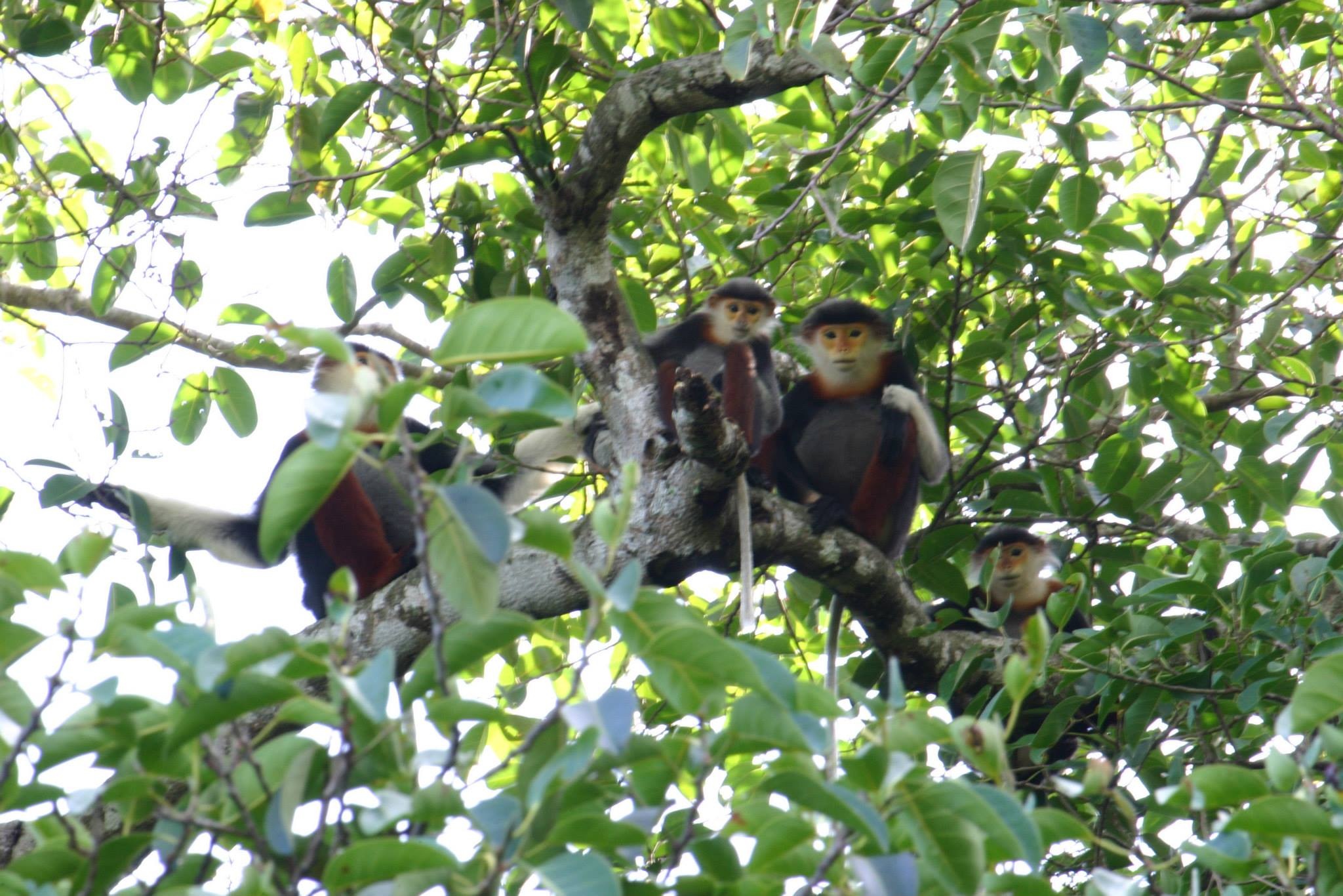 Loài Voọc chà vá chân nâu ở Sơn Trà được phát hiện nghiên cứu từ năm 1969. Đến nay đã có ít nhất 5 đoàn nghiên cứu khảo sát thực địa để tìm hiểu sâu về loài linh trưởng quý hiếm đặc biệt này. Nhiều đoàn làm phim trong và ngoài nước cũng đã đến đây, vì vậy hình ảnh loài Vọoc chà vá chân nâu tại núi Sơn Trà đã được thế giới biết đến. Chúng không đi riêng lẻ mà thường sống theo bầy đàn, theo từng gia đình. Ăn trên cây, ngủ trên cây. Thức ăn của chúng cũng rất phong phú. 