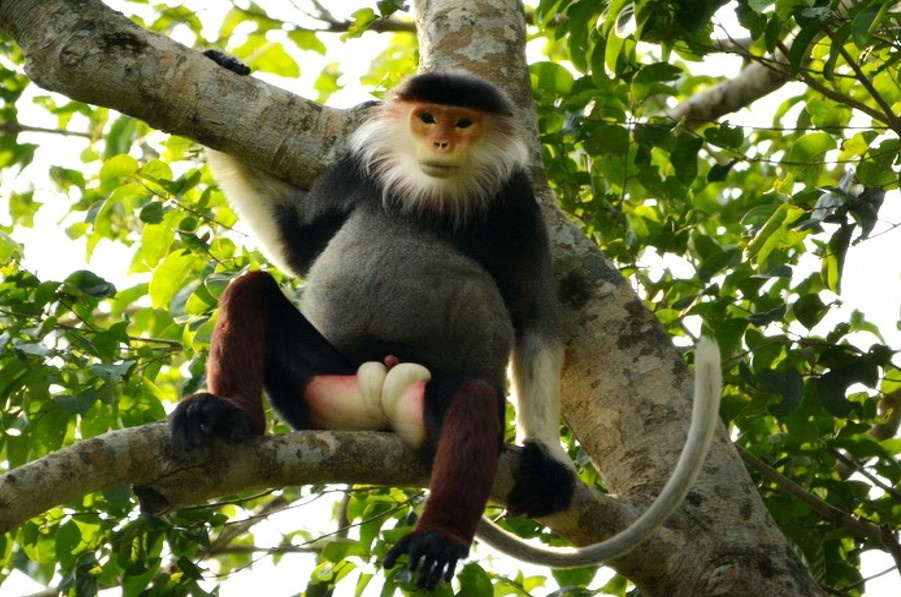 Với đặc trưng 5 màu, Voọc chà vá chân nâu (hay còn gọi là Chà vá chân đỏ hoặc Voọc ngũ sắc) được tổ chức bảo vệ động vật hoang dã quốc tế tôn vinh là “nữ hoàng” của các loài linh trưởng cư trú trong rừng sâu bởi vẻ đẹp khác thường của nó. Loài này thuộc danh mục nhóm IIB ở mức nguy cấp trong sách đỏ Việt Nam và tổ chức bảo tồn thiên nhiên thế giới xếp vào danh sách các loài động vật cần được bảo vệ vô điều kiện. 