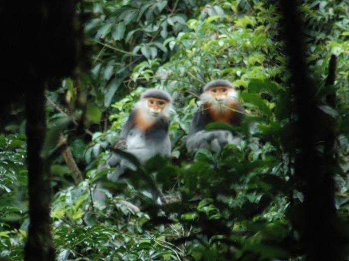 Voọc chà vá chân nâu là linh trưởng quý hiếm, qua tìm hiểu tôi biết loài voọc này đang tồn tại một số nơi trên thế giới.