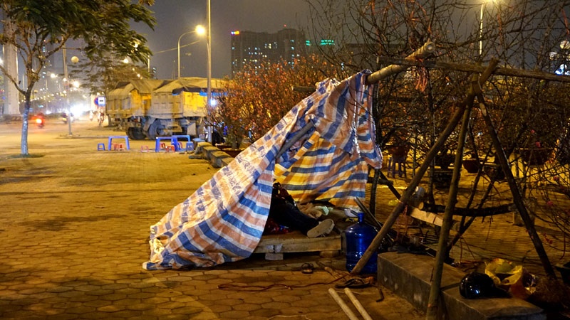 Những người bán đào tết trên đường Tố Hữu dựng lều bạt mỏng manh trông đào.