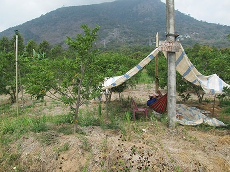 Chị Lê Thị Kim Ngoan dựng chòi canh chừng vườn mãng cầu ngày tết.