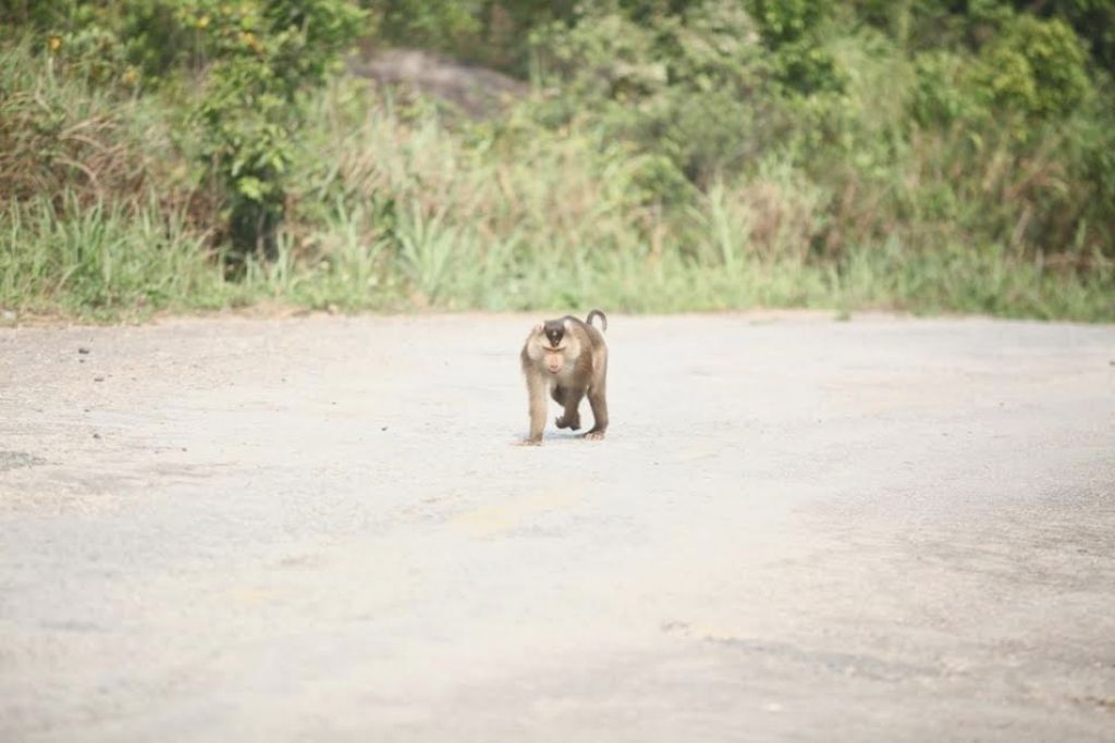 Mặc dù đã áp dụng nhiều phương án nhưng lực lượng chức năng vẫn chưa bắt được con khỉ này.