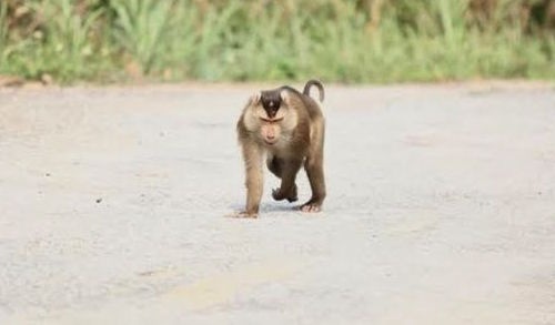 Con khi tan cong nguoi tren dinh Ban Co da bi bat hinh anh