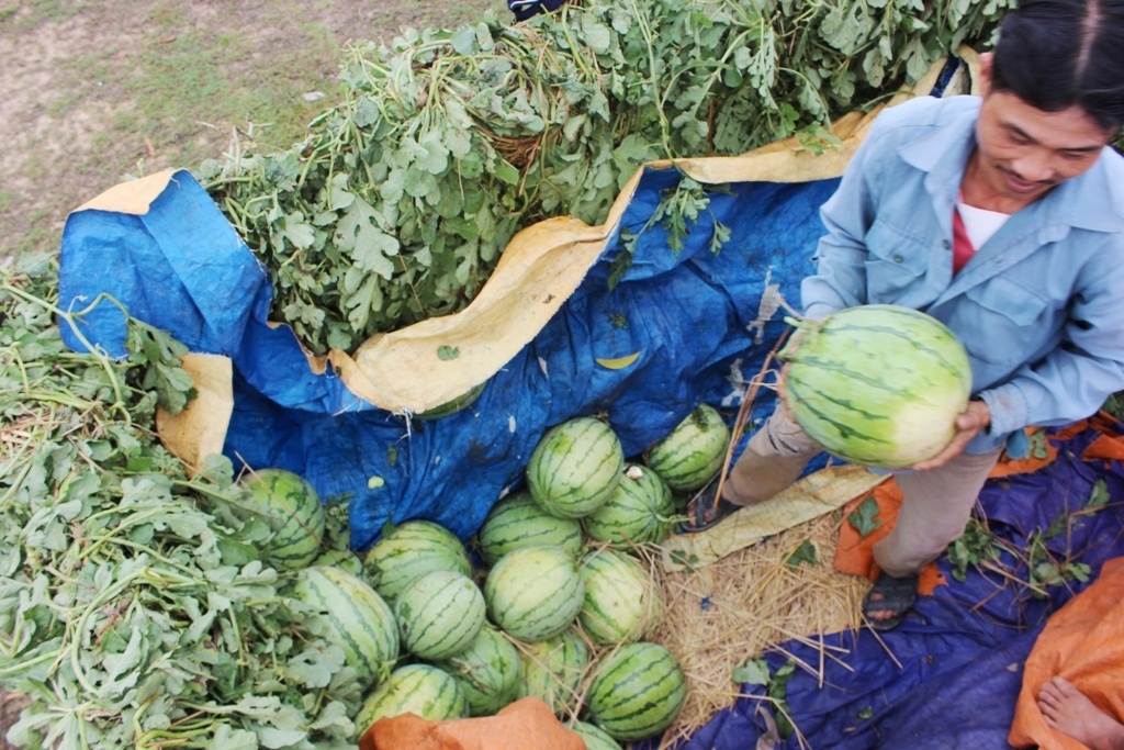 Dua hau Quang Nam bi ep gia 1.000 dong/kg tai ruong? hinh anh