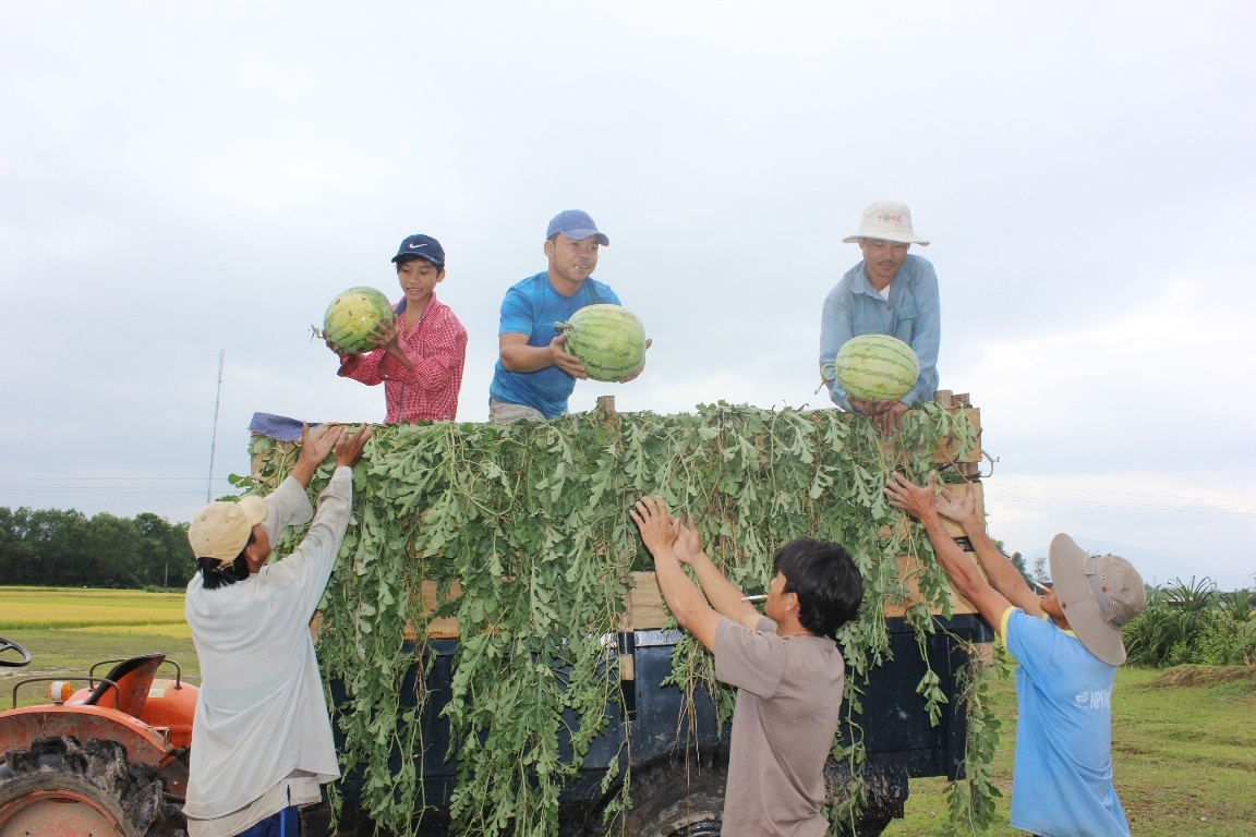 Chia sẽ với những khó khăn của người nông dân, nhiều tổ chức cá nhân ở Hà Nội vào tận các vườn dưa mua cho nông dân với giá cao hơn so với thương lái.