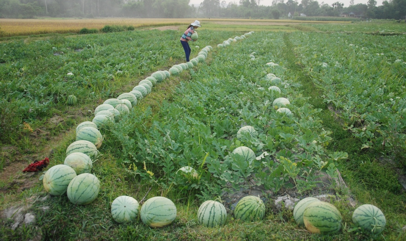 Hàng nghìn trái dưa được người dân hái xếp lên bờ ruộng.