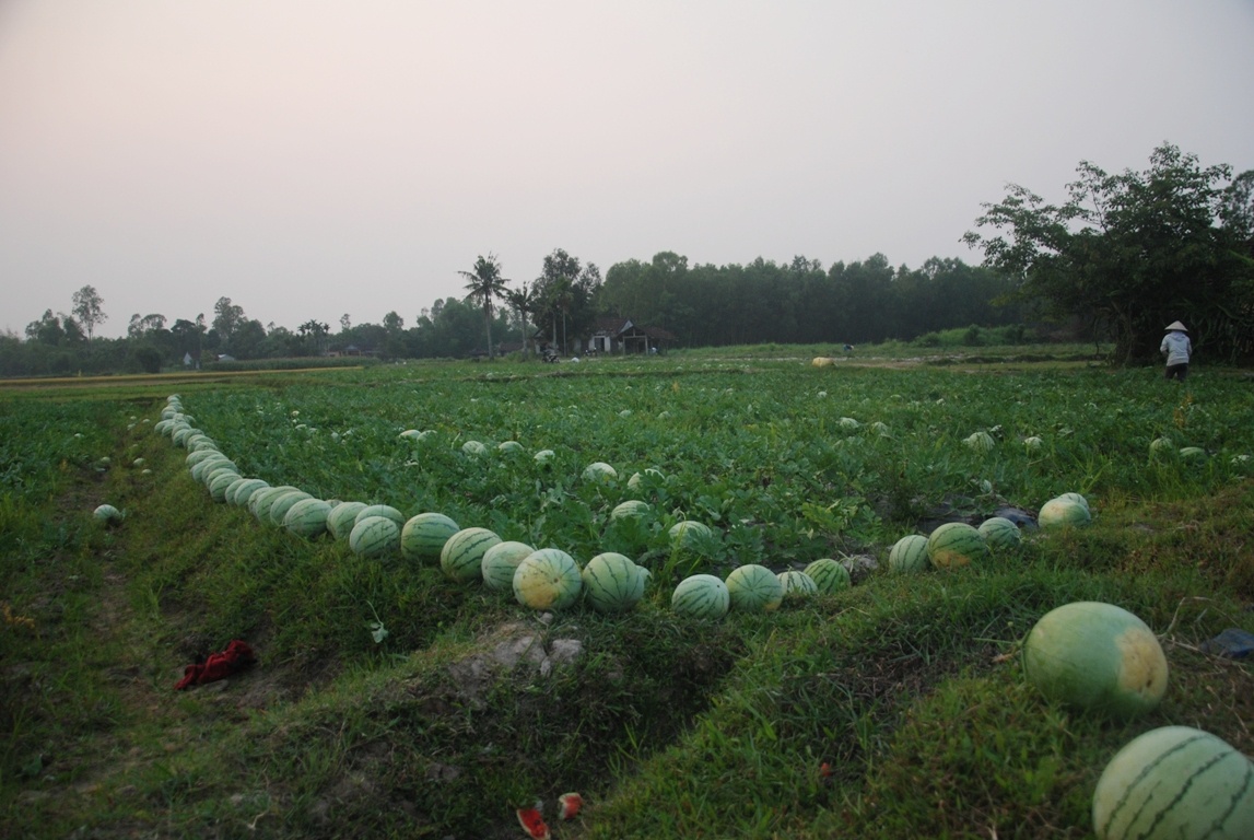Đến gần tối 17/4, hàng chục nghìn quả dưa hấu của nông dân huyện Sơn Tịnh (tỉnh Quảng Ngãi) đã được người dân hái xếp lên bờ, chờ người đến mua.