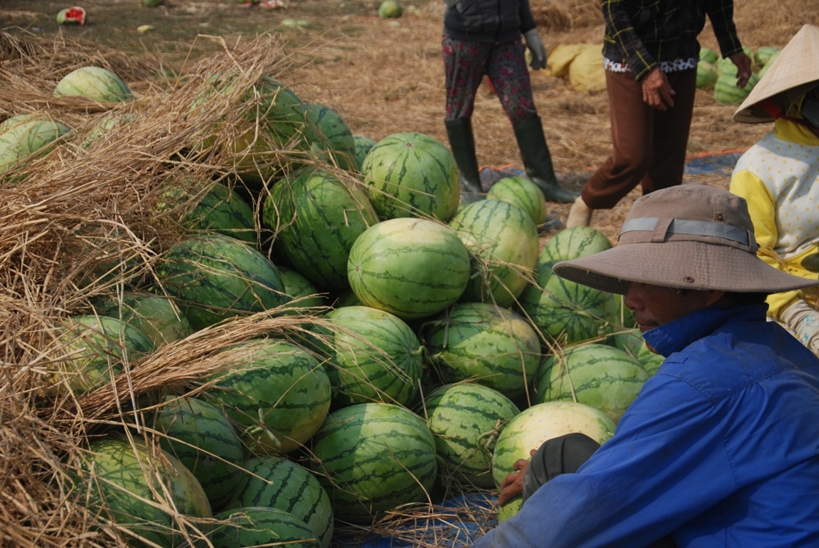 Dưa chất đống ở gần nhà.