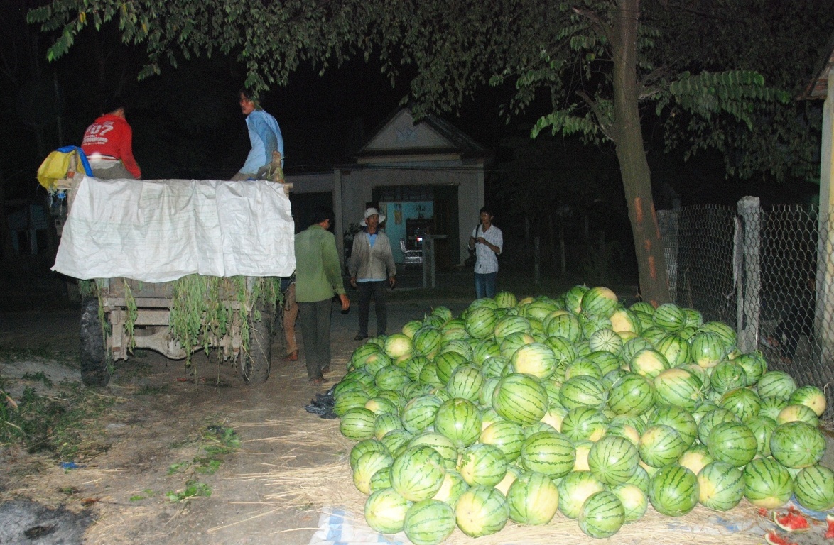 Thông cảm với hoàn cảnh khó khăn của người dân, một số cá nhân ở Hà Nội, Thái Bình, Thanh Hóa, Nghệ An... đã vào tận Quảng Ngãi mua dưa với giá 3.000 đồng/kg giúp nông dân.