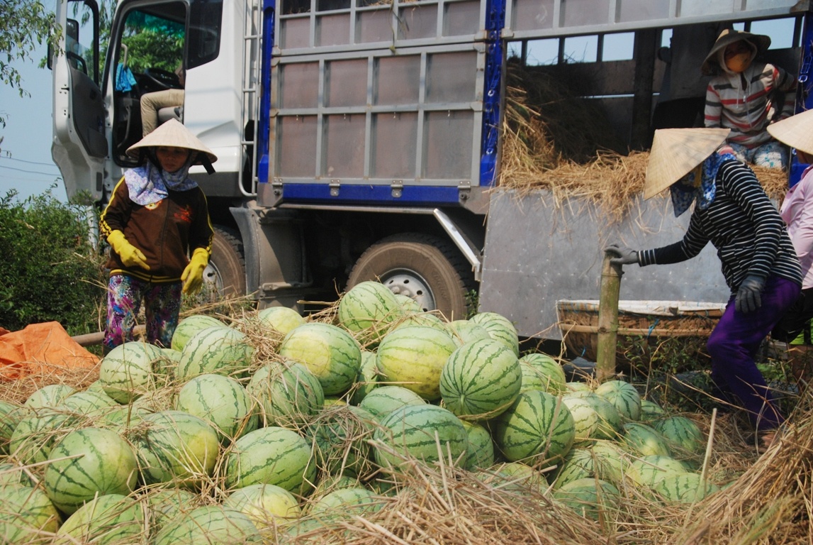 Lợi dụng lúc người nông dân gặp khó khăn, nhiều thương lái đến ép giá.