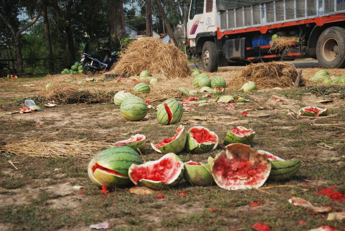 Do không bán kịp, dưa hấu bị hỏng và vương vãi khắp nơi ở xac Tịnh Hiệp.