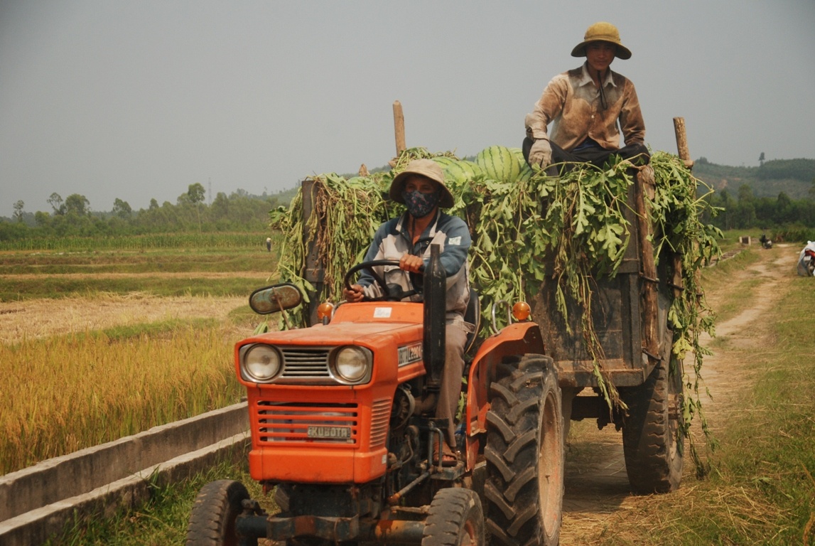 Hai ngày qua, một số người ở Hà Nội, Thanh Hóa, Nghệ An, Quảng Nam... đã vào mua với giá 2.800 đồng/kg rồi mang ra các tỉnh phía bắc bán.