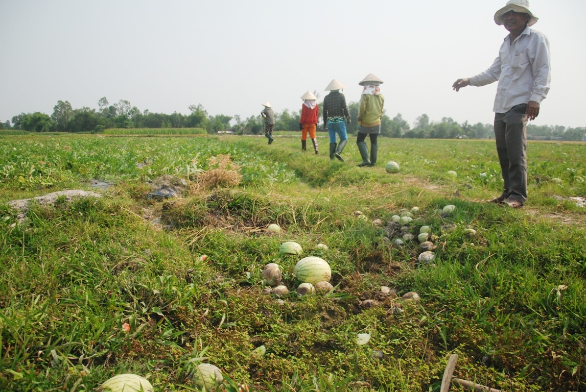 Nhiều vườn dưa do không thu hoạch kịp nên đã bị hỏng. Những quả dưa bị lủn thối vương vãi kháp nơi.