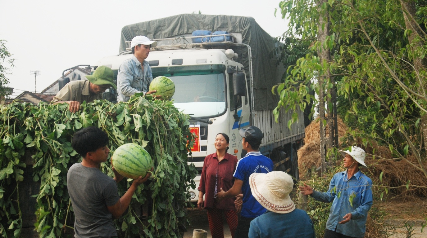 Hàng nghìn tấn dưa của nông dân miền Trung được các 