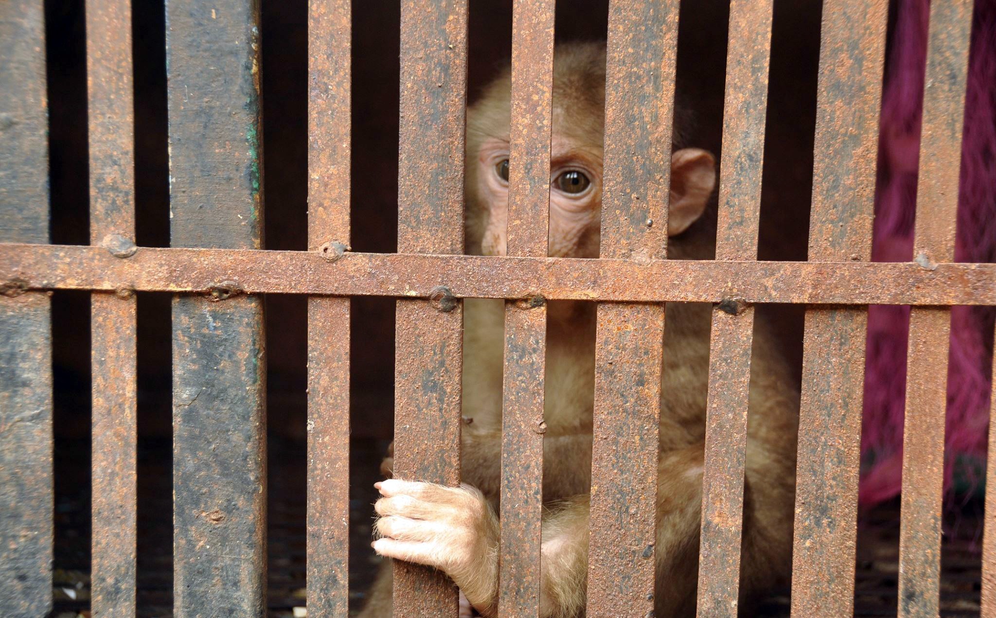 Nhung chu khi bi xieng xich, chan tay ruom mau hinh anh