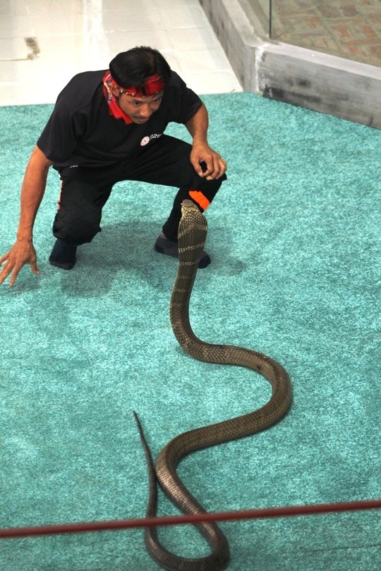 Ngày 25-4, Công ty Erawadee và Pattaya Snake Show, Thái Lan, tổ chức khai trương Khu biểu diễn xiếc rắn nghệ thuật Nha Trang (Nha Trang Snake Show) tại thôn Phước Điền, xã Phước Đồng, TP Nha Trang.