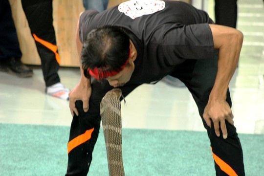 Bieu dien xiec ran nghe thuat o Nha Trang hinh anh