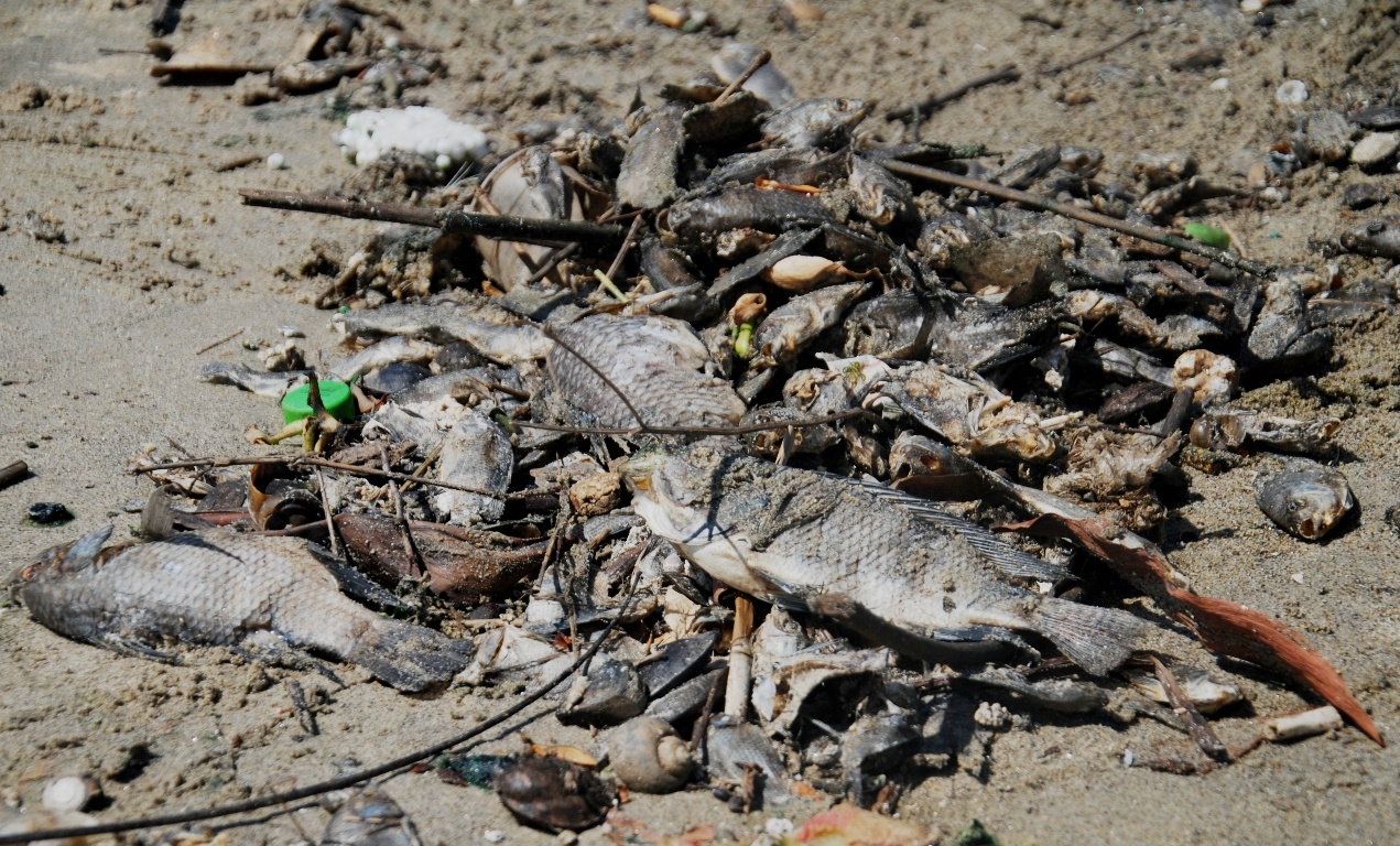 Ca chet noi trang song, mui hoi thoi bay vao nha dan hinh anh