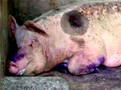 Dich lo mom long mong bung phat o Quang Nam hinh anh