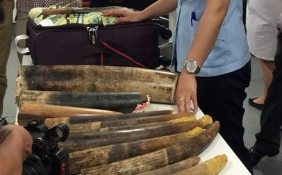 750 kg nga voi, sung te giac ve cang bang cach nao? hinh anh