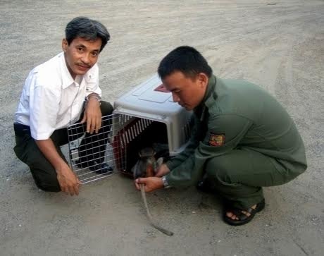 Chuyen giao dong vat quy hiem cho Thao cam vien Sai Gon hinh anh