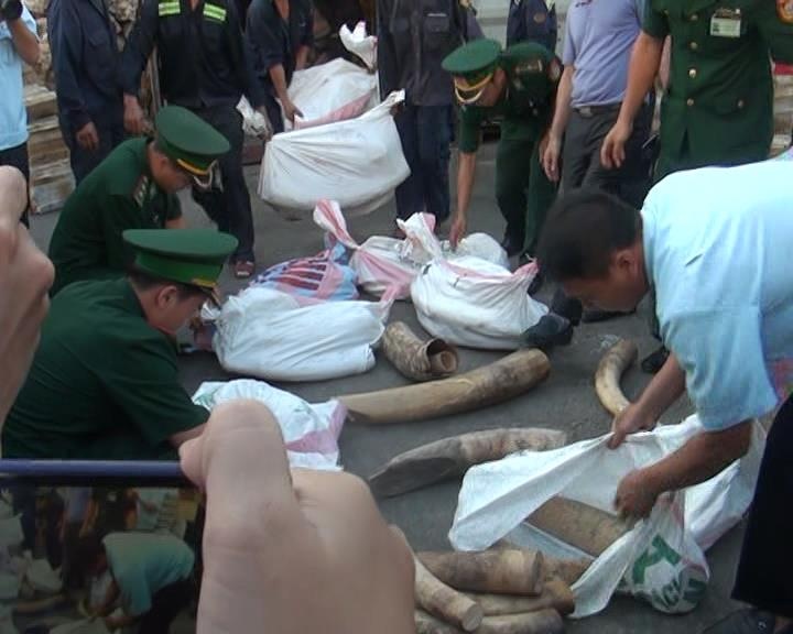 Hon 2 tan nga voi duoc giau trong container go nhap lau ve Da Nang hinh anh