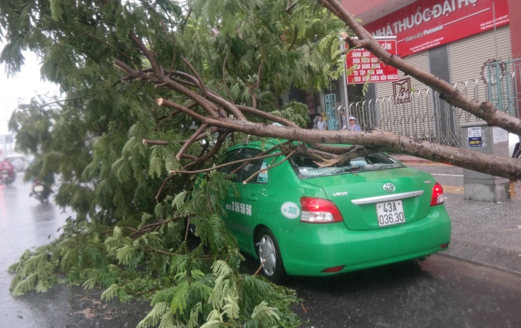 Gio manh, hang chuc cay xanh nga do hinh anh