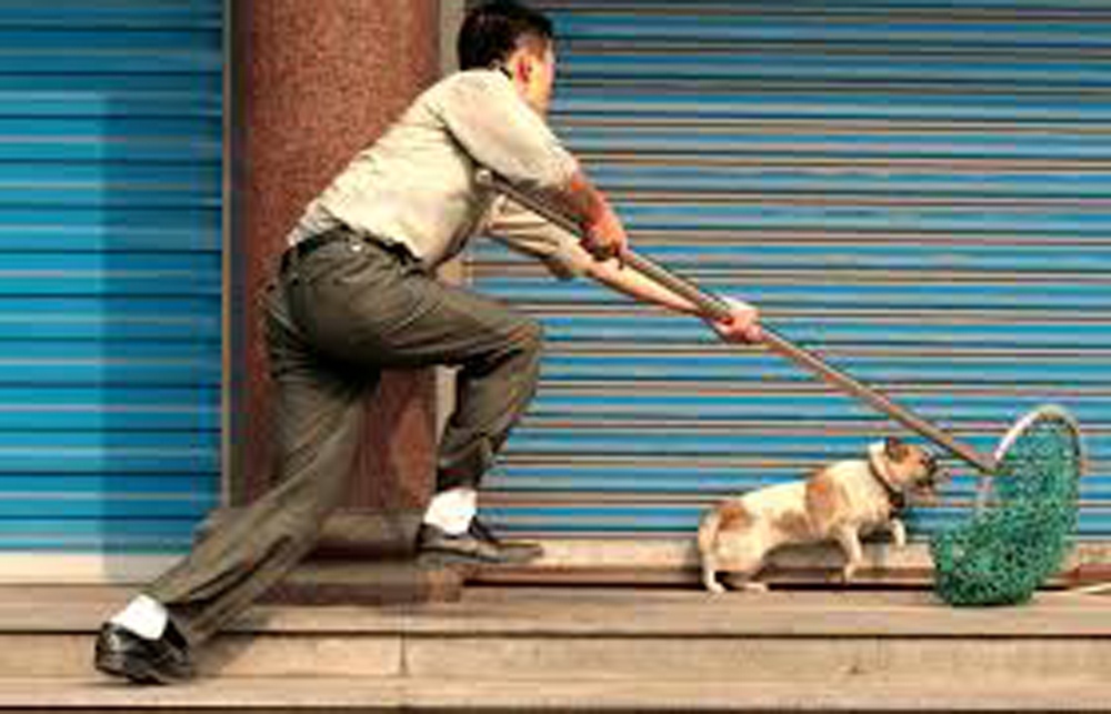 Tu vong bat thuong sau khi duoi theo trom cho hinh anh