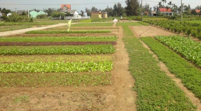 Da Nang huy nhieu du an co chu dau tu nuoc ngoai hinh anh