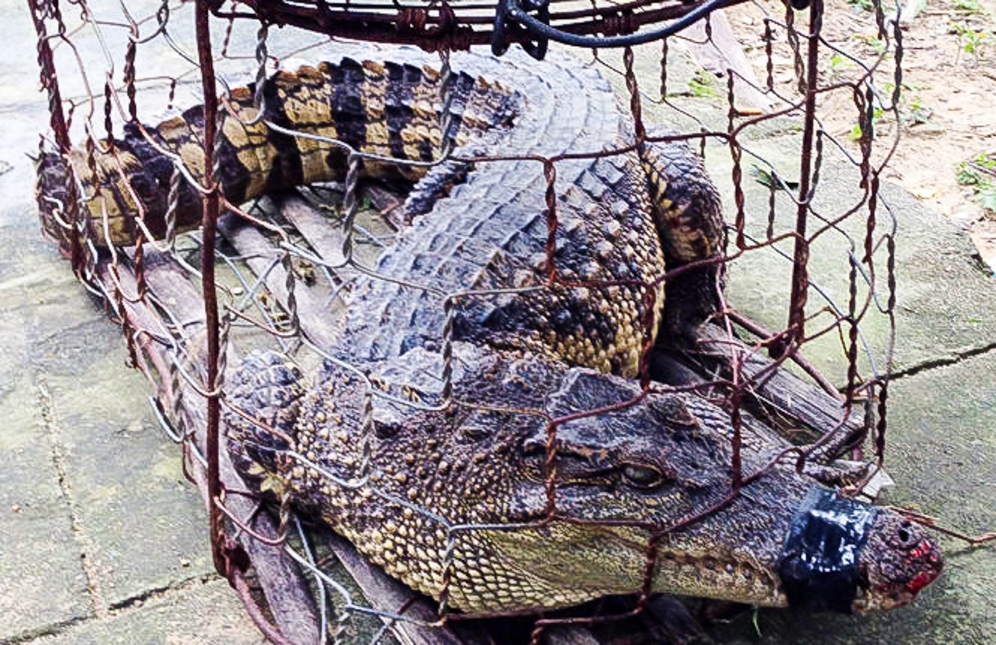 Bat ca sau dai 1,2 m trong khu dan cu hinh anh