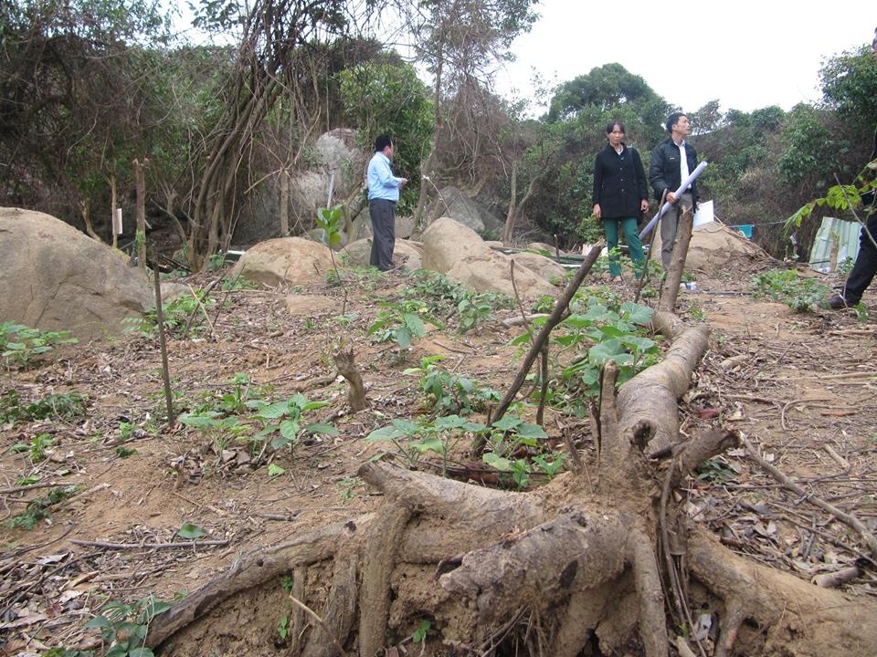 Da Nang xu nghiem vu pha rung nguyen sinh Son Tra hinh anh