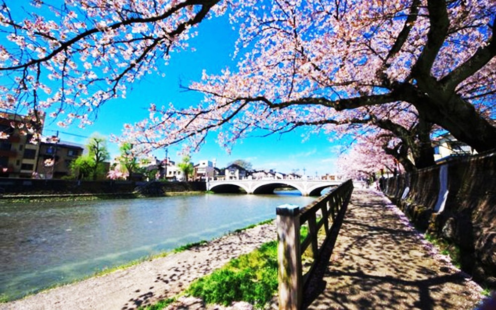 Da Nang co nguy co vo mong duong hoa anh dao hinh anh