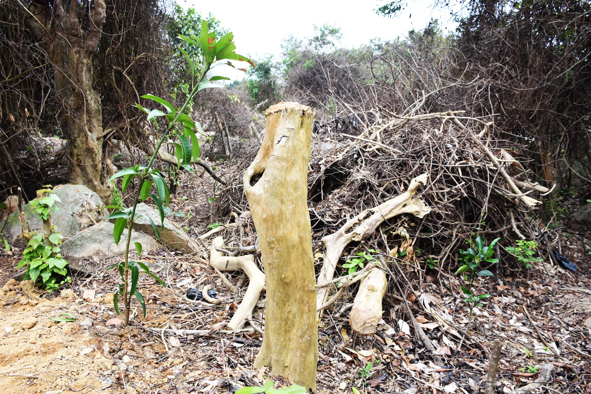 Cach chuc kiem lam de dan pha rung anh 1