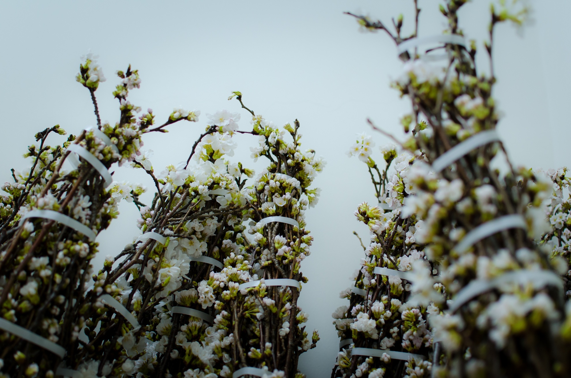 Le hoi hoa anh dao da nang anh 8