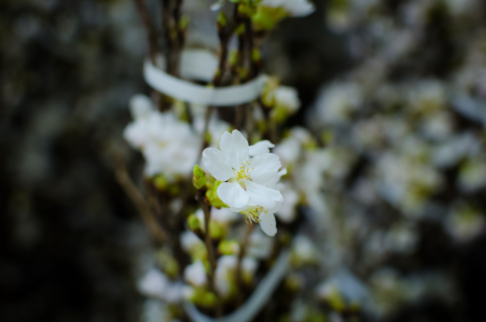 Le hoi hoa anh dao da nang anh 9