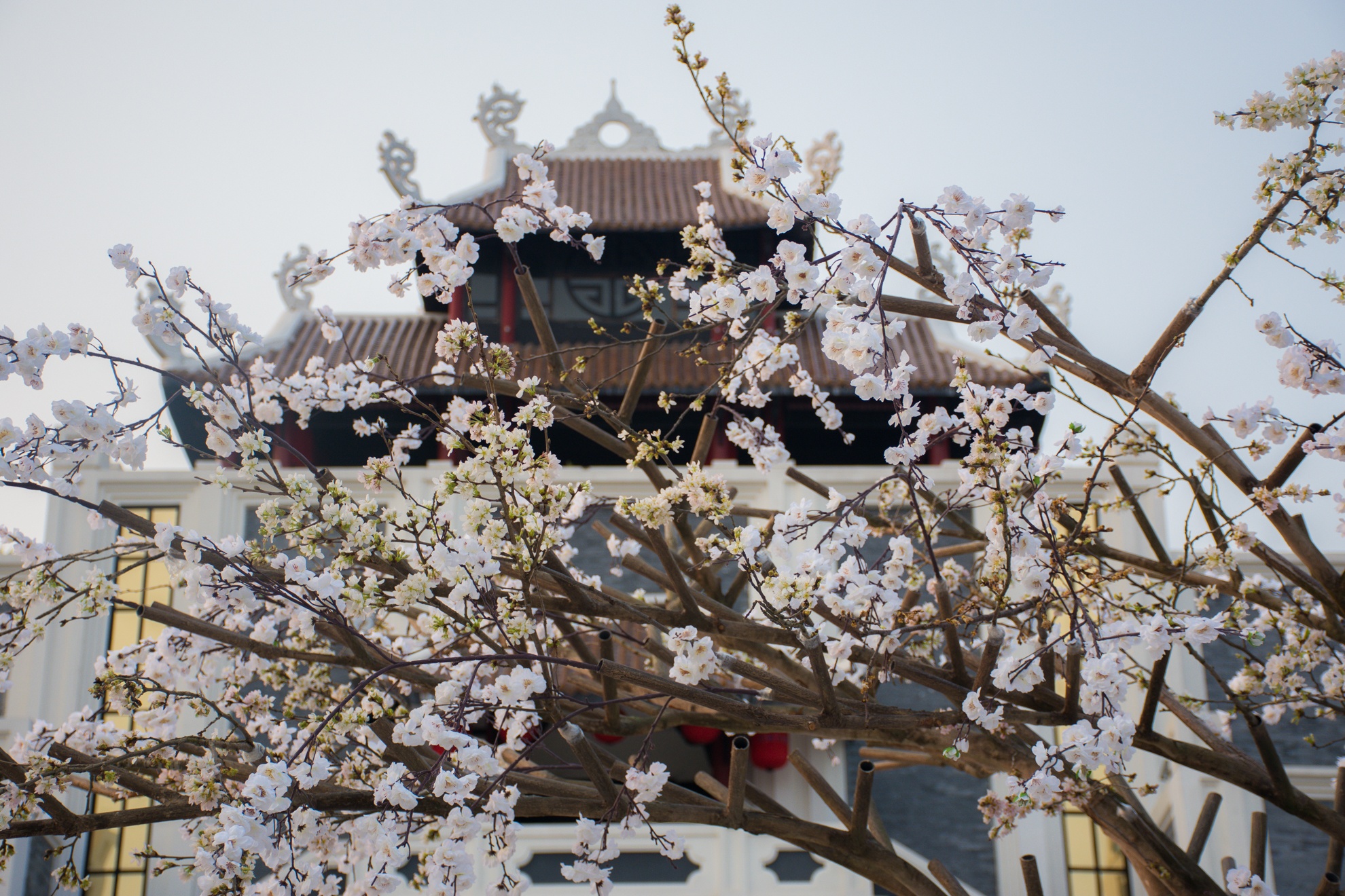 Le hoi hoa anh dao da nang anh 10
