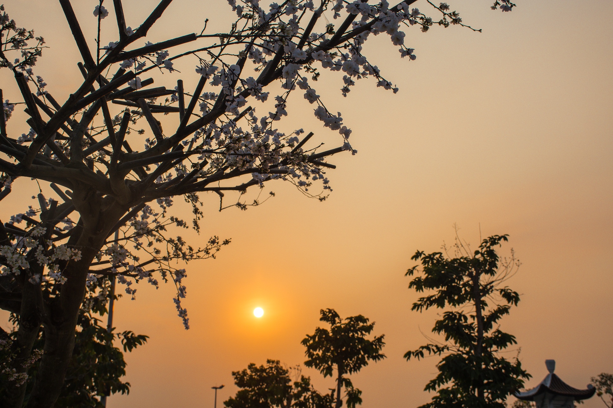 Le hoi hoa anh dao da nang anh 11