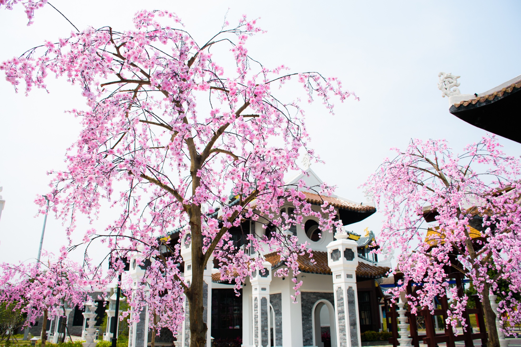 Le hoi hoa anh dao da nang anh 4