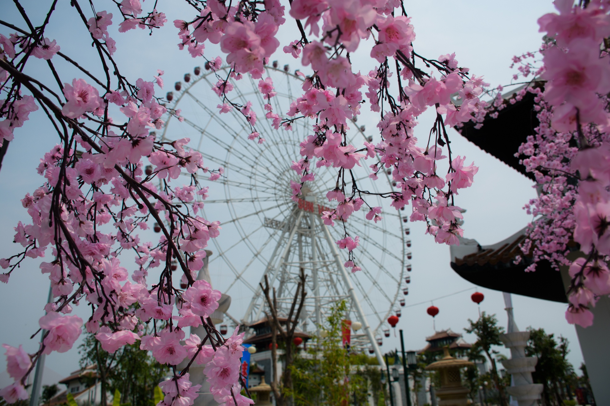 Le hoi hoa anh dao da nang anh 5