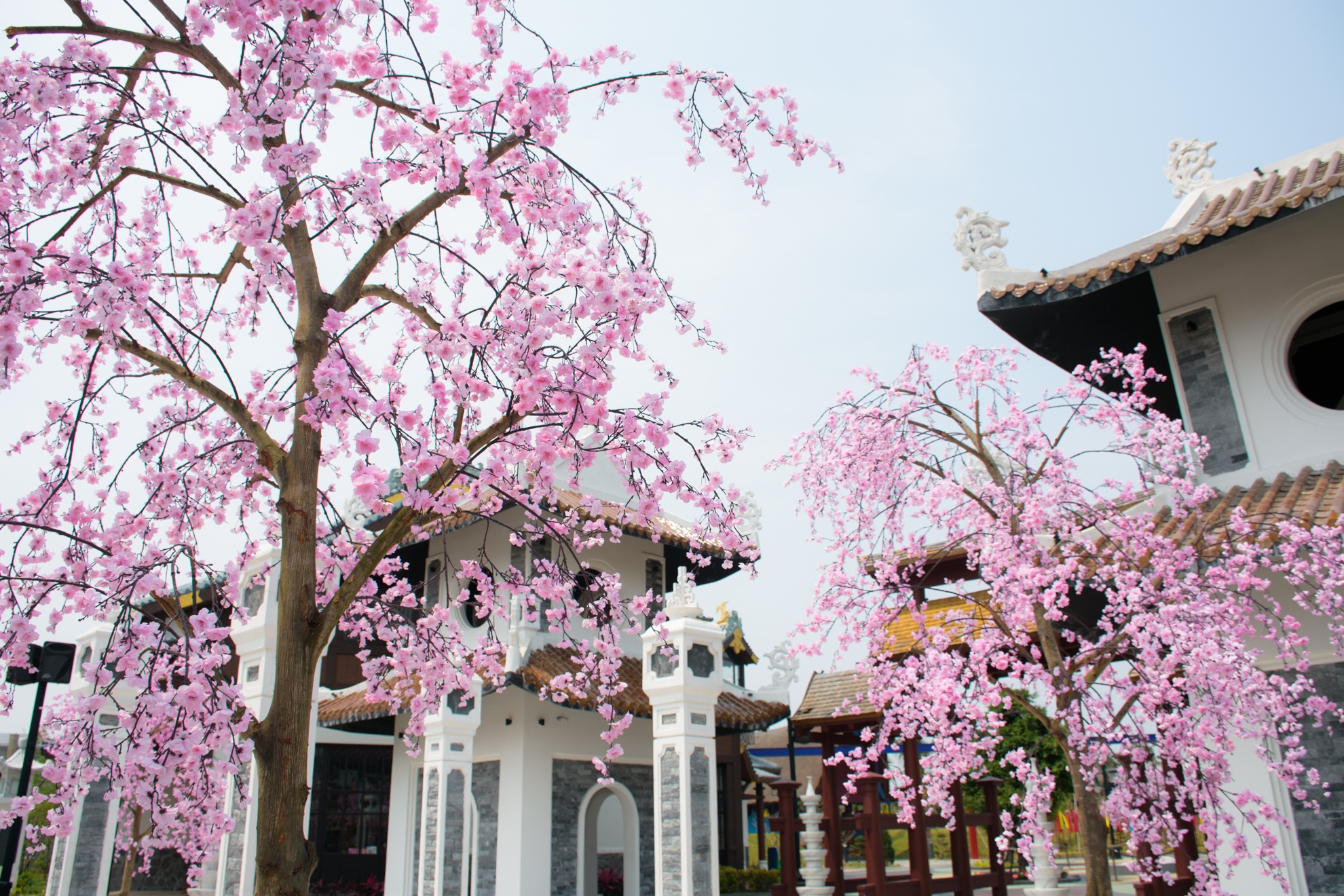 Le hoi hoa anh dao Hanami Da Nang truoc ngay khai mac hinh anh