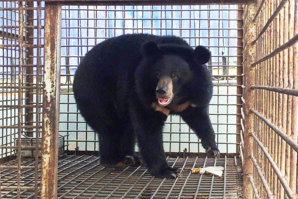 Giam doc doanh nghiep ban giao con gau nang 170 kg hinh anh