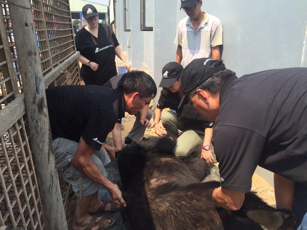 Cuu ho gau nuoi tai Da Nang anh 2