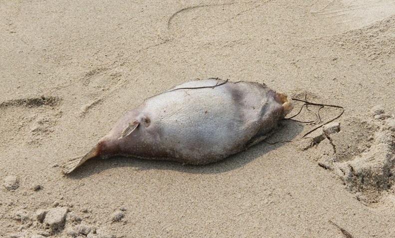 Xuat hien ca chet o bien Da Nang anh 3
