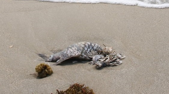 Xuat hien ca chet o bien Da Nang anh 2