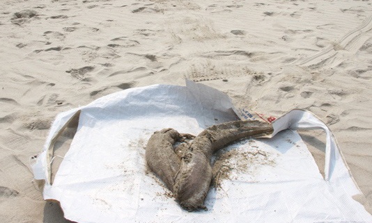 Xuat hien ca chet o bien Da Nang anh 1