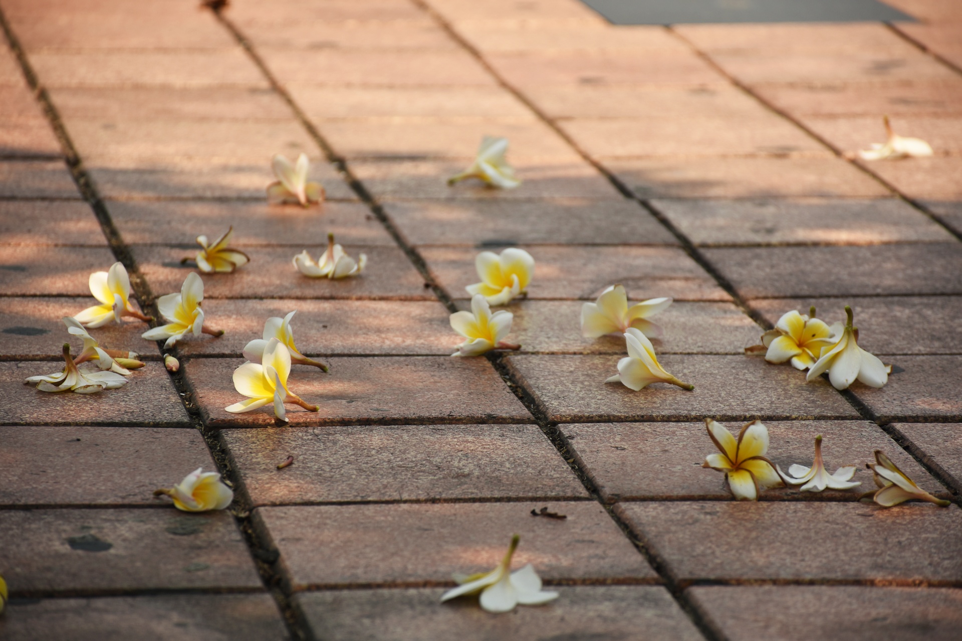 Da Nang thanh pho dang song anh 9