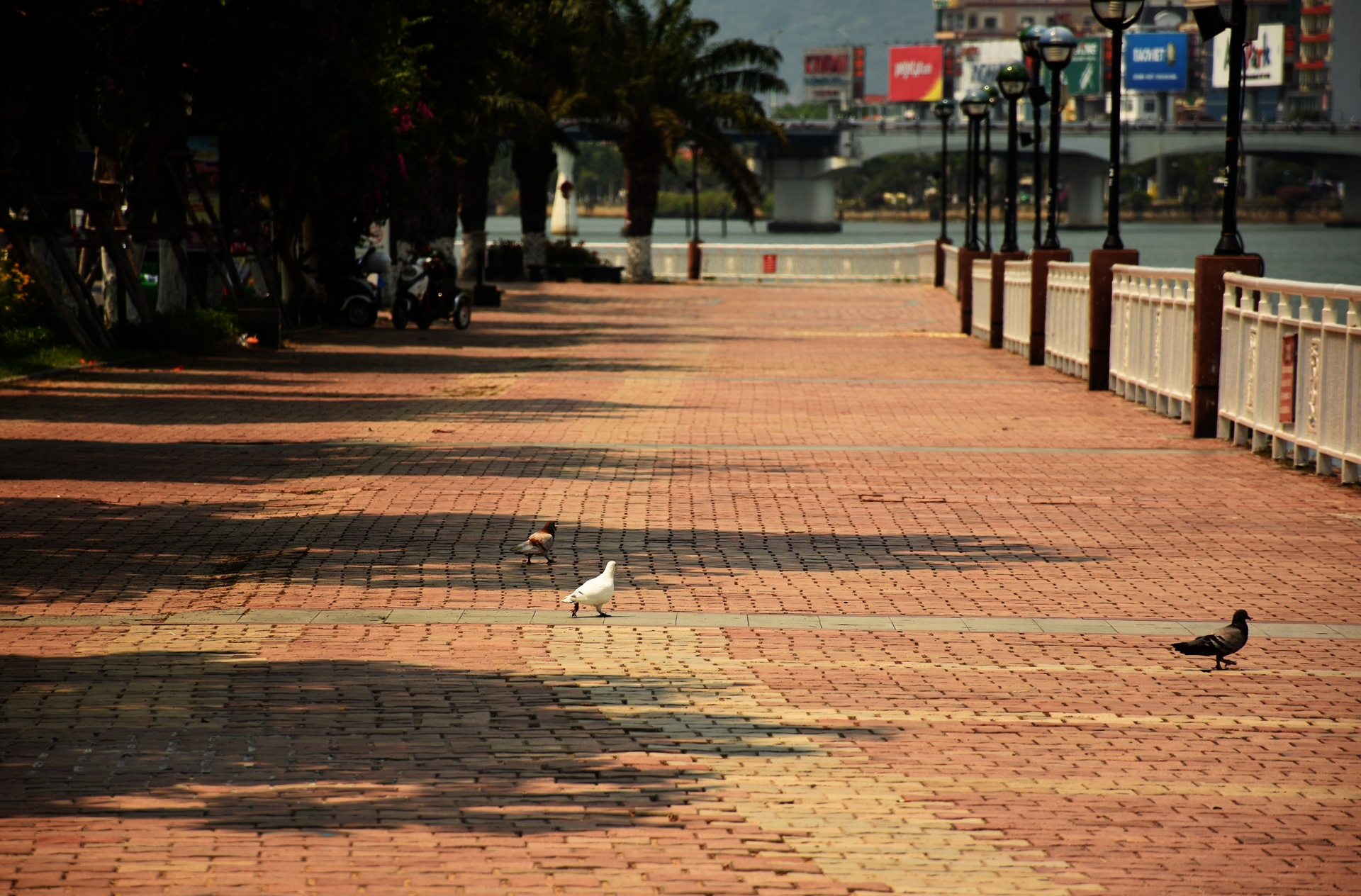 Da Nang thanh pho dang song anh 5