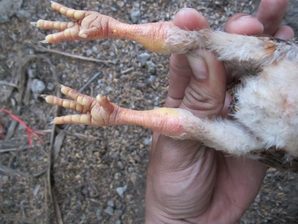 Ga an ca bien nga lan ra chet o Da Nang anh 1